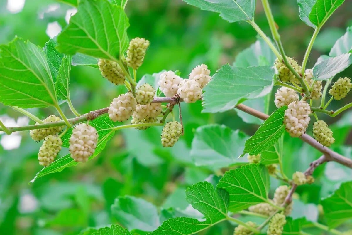Pomáha obmedziť konzumáciu sladkého, podporuje trávenie a uľahčuje kontrolu hmotnosti. Stačí jedna čajová lyžička denne.