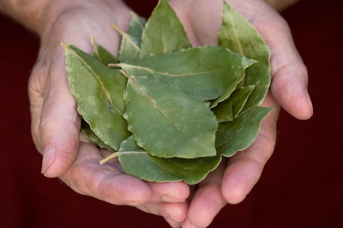 Tento vavrínový trik za 5 minút premení vašu mikrovlnnú rúru na kúpeľný salón